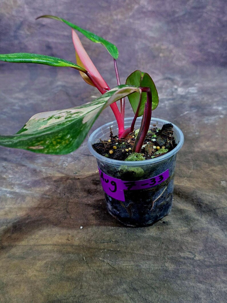 Variegated Philodendron Strawberry Shake Live Plant (Aug-7-33)