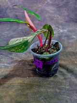 Variegated Philodendron Strawberry Shake Live Plant (Aug-7-33)