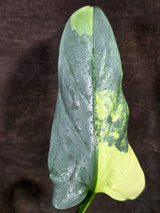 Variegated ‘Silver sword’ Philodendron -(Aug-7-24)