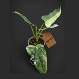 Variegated ‘Silver sword’ Philodendron -(Aug-7-24)