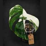 Rare Variegated Monstera Albo Live Plant - White Albo Borsigiana(Aug-7-35)