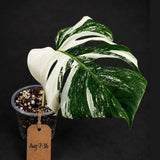 Rare Variegated Monstera Albo Live Plant - White Albo Borsigiana(Aug-7-36)
