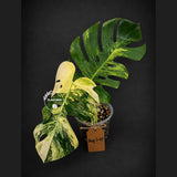 Monstera Borsigiana Aurea Variegated - (Aug-7-47)