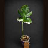 Rare Variegated Monstera Albo Live Plant - (Aug-7-45)