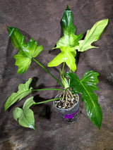 Variegated Golden Dragon Mint Philodendron Exact Plant (Aug-7-31-ER)