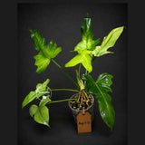 Variegated Golden Dragon Mint Philodendron Exact Plant (Aug-7-31-ER)