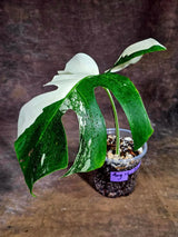 Variegated Monstera Albo Live Plant - Single Leaf Plant (Aug-12-32)