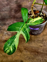 Variegated Philodendron Florida Beauty Live Plant (Aug-12-34-ER)