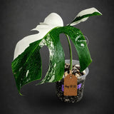 Variegated Monstera Albo Live Plant - Single Leaf Plant (Aug-12-32)
