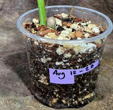 Variegated Monstera Albo Live Plant - Single Leaf Plant (Aug-12-28)