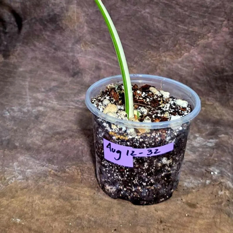 Variegated Monstera Albo Live Plant - Single Leaf Plant (Aug-12-32)