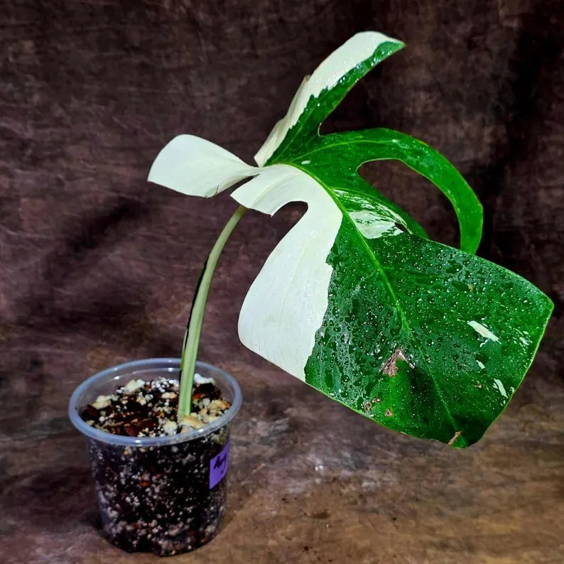 Variegated Monstera Albo Live Plant - Single Leaf Plant (Aug-12-32)