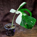 Variegated Monstera Albo Live Plant - Single Leaf Plant (Aug-12-32)