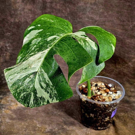 Variegated Monstera Albo Live Plant - Single Leaf Plant (Aug-12-28)