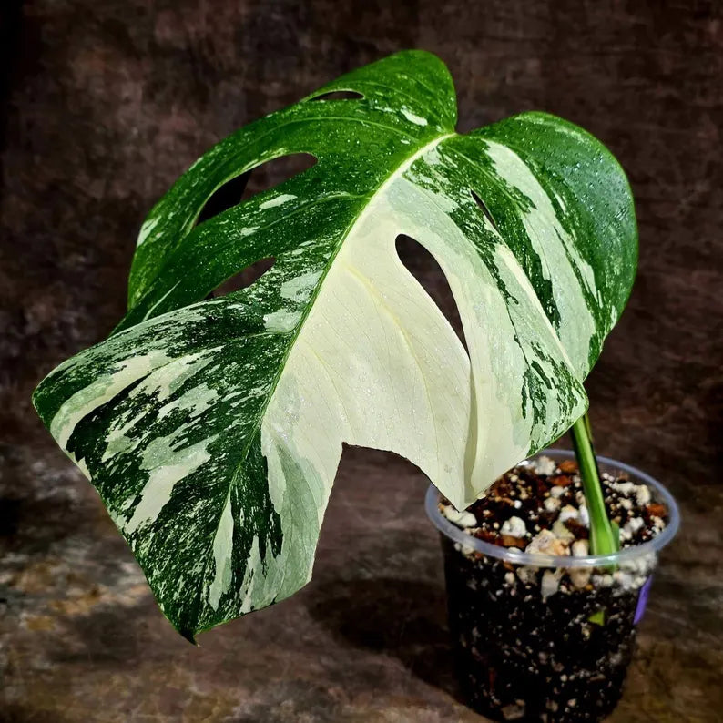 Variegated Monstera Albo Live Plant - Single Leaf Plant (Aug-12-27)