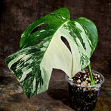 Variegated Monstera Albo Live Plant - Single Leaf Plant (Aug-12-27)
