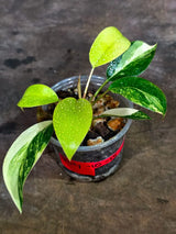 Philodendron Yellow Congo Variegated - EXACT Plant - US Seller (July-10-15)