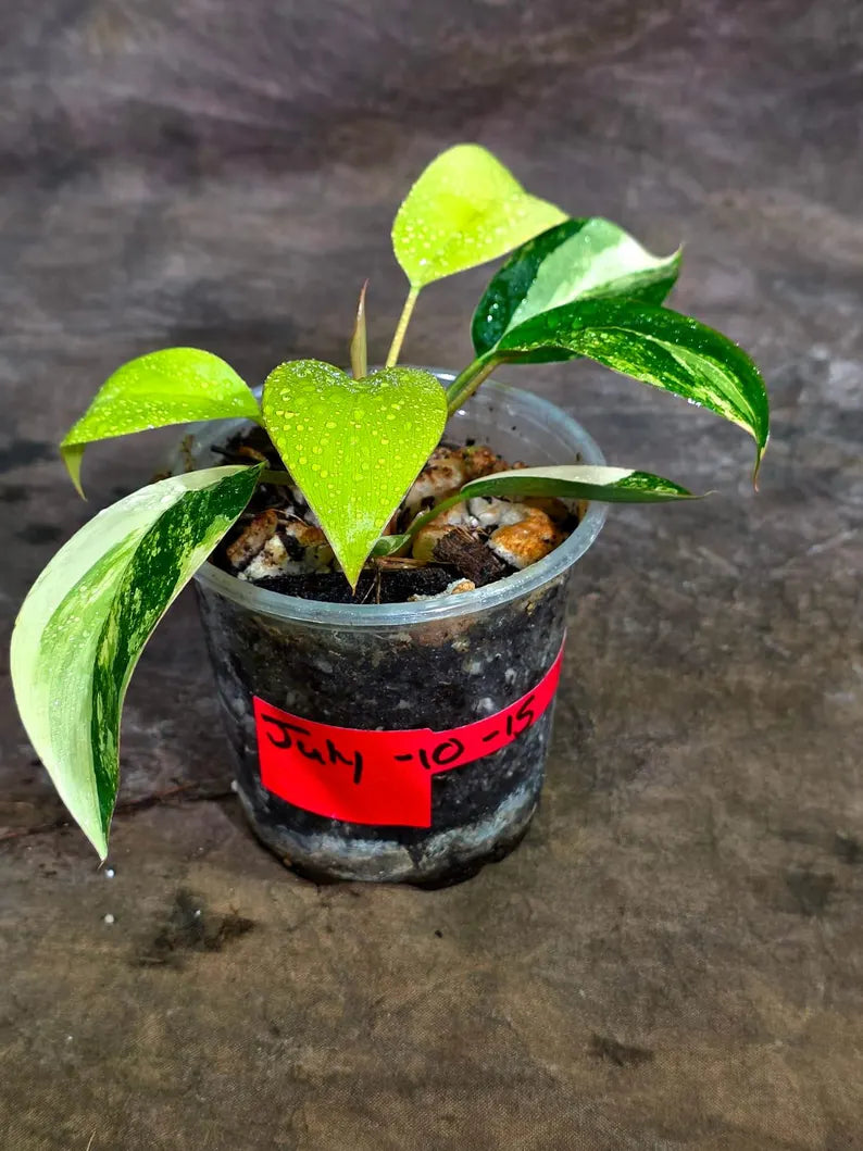 Philodendron Yellow Congo Variegated - EXACT Plant - US Seller (July-10-15)