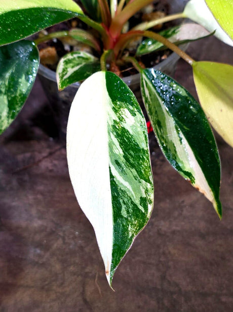 Philodendron Yellow Congo Variegated - EXACT Plant - US Seller (July-10-14)