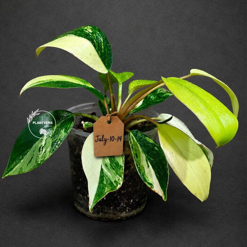 Philodendron Yellow Congo Variegated - EXACT Plant - US Seller (July-10-14)