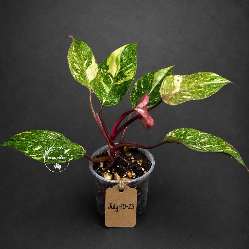 Philodendron Orange Princess Variegated - Rare Aroid Live Plant - Orange Princess Marble