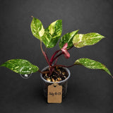 Philodendron Orange Princess Variegated - Rare Aroid Live Plant - Orange Princess Marble