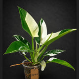 Variegated Philodendron Green Congo Original - (July-10-17)
