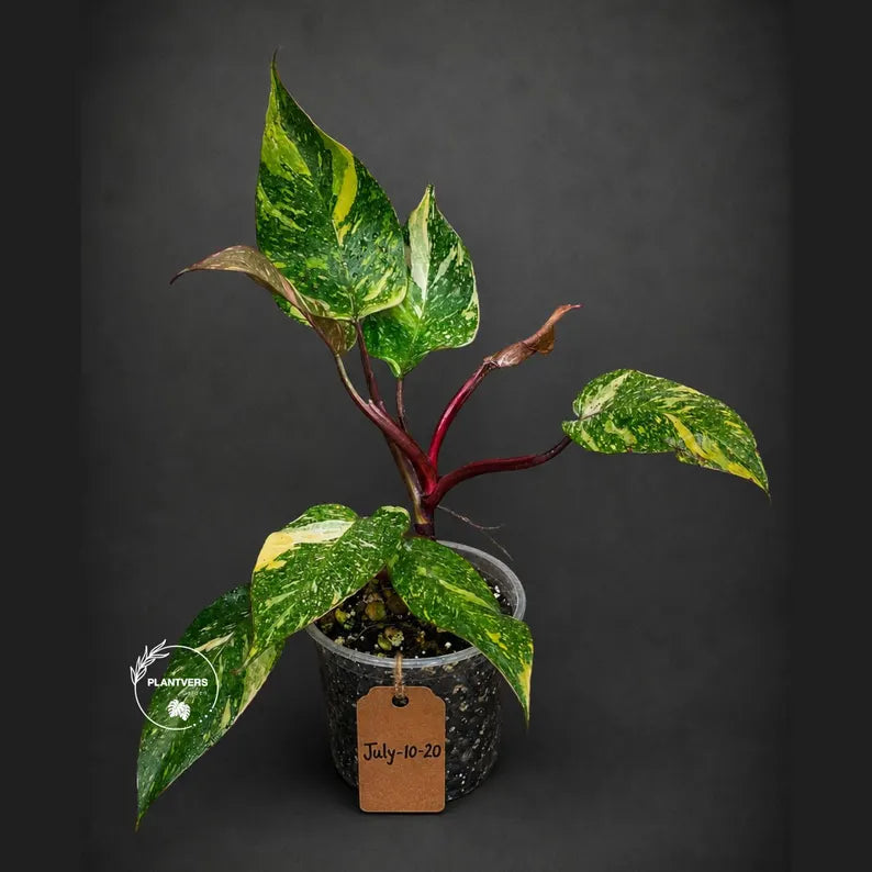 Philodendron Orange Princess - Rare Collector Plant (July-10-20)