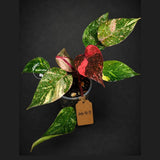 Philodendron Orange Princess - Rare Collector Plant (July-10-21)