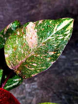 Philodendron Orange Princess - Rare Collector Plant (July-10-21)