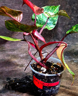 Philodendron Orange Princess - Rare Collector Plant (July-10-21)