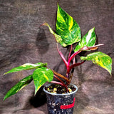 Philodendron Orange Princess - Rare Collector Plant (July-10-20)