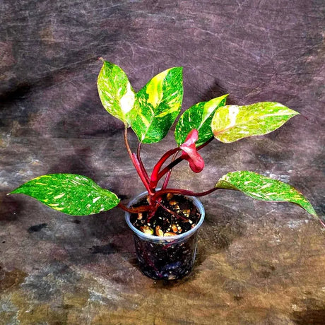 Philodendron Orange Princess - Rare Collector Plant (July-10-23)