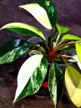 Philodendron Yellow Congo Variegated - EXACT Plant - US Seller (July-10-14)