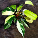 Philodendron Yellow Congo Variegated - EXACT Plant - US Seller (July-10-14)