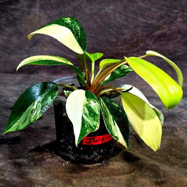 Philodendron Yellow Congo Variegated - EXACT Plant - US Seller (July-10-14)