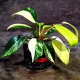 Philodendron Yellow Congo Variegated - EXACT Plant - US Seller (July-10-14)