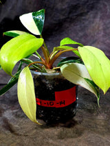 Philodendron Yellow Congo Variegated - EXACT Plant - US Seller (July-10-14)