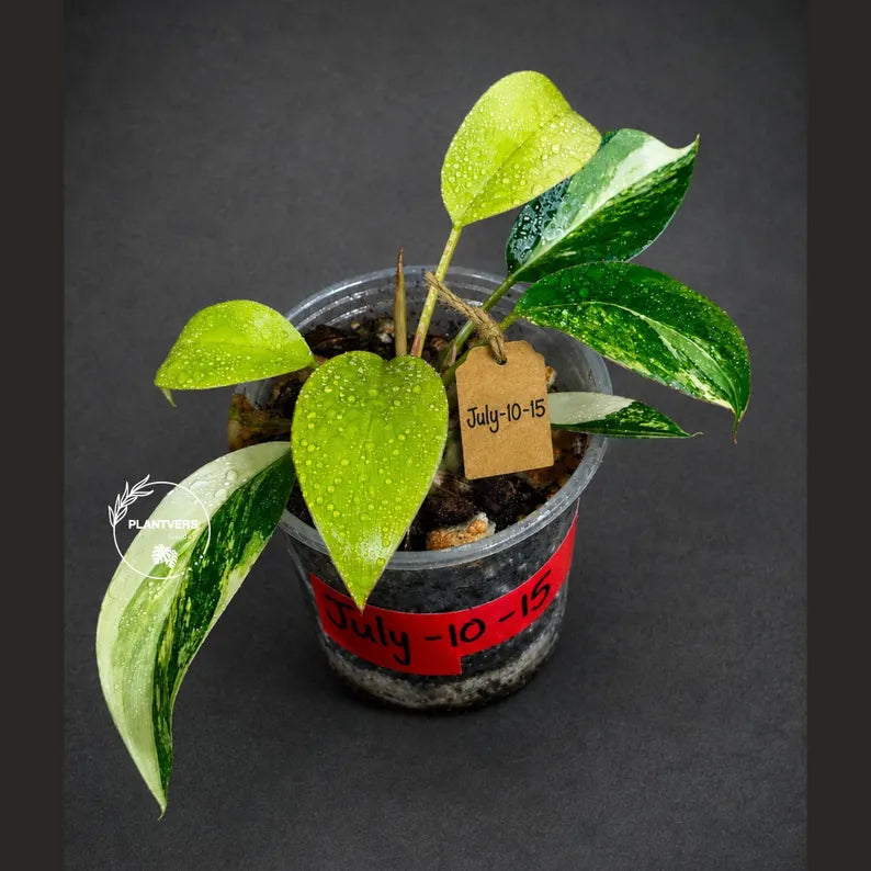 Philodendron Yellow Congo Variegated - EXACT Plant - US Seller (July-10-15)
