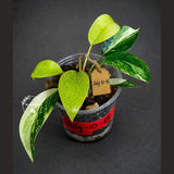 Philodendron Yellow Congo Variegated - EXACT Plant - US Seller (July-10-15)