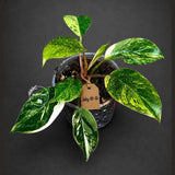 Philodendron Yellow Congo Variegated - EXACT Plant - US Seller (July-10-16)