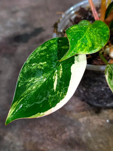 Philodendron Yellow Congo Variegated - EXACT Plant - US Seller (July-10-16)