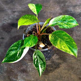 Philodendron Yellow Congo Variegated - EXACT Plant - US Seller (July-10-16)