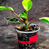 Philodendron Yellow Congo Variegated - EXACT Plant - US Seller (July-10-16)