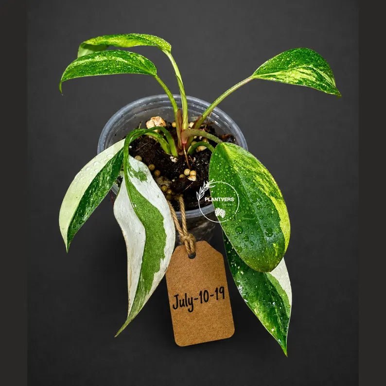 Philodendron Yellow Congo Variegated - EXACT Plant - US Seller (July-10-19)