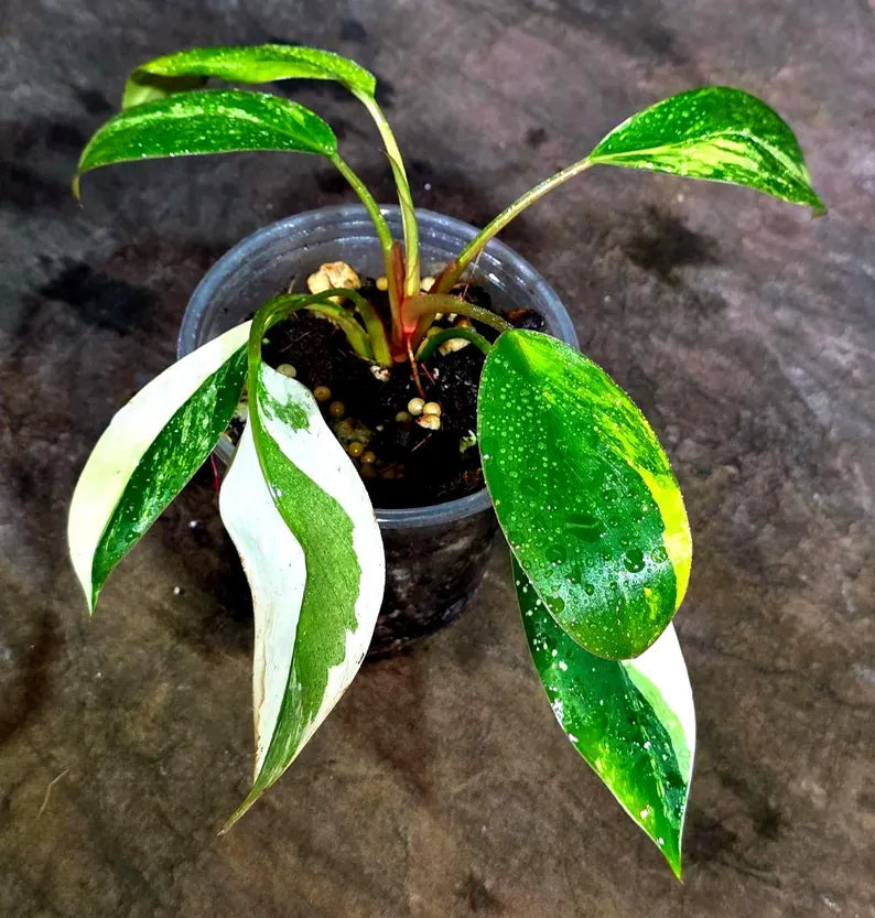 Philodendron Yellow Congo Variegated - EXACT Plant - US Seller (July-10-19)