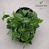 Silver Pothos Live Plant - RARE Silver Satin or Silvery Anne - Scindapsus Pictus - Silver Leaf Tropical Indoor Houseplant - Hardy Houseplant