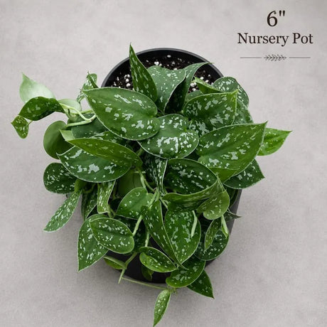 Silver Pothos Live Plant - RARE Silver Satin or Silvery Anne - Scindapsus Pictus - Silver Leaf Tropical Indoor Houseplant - Hardy Houseplant
