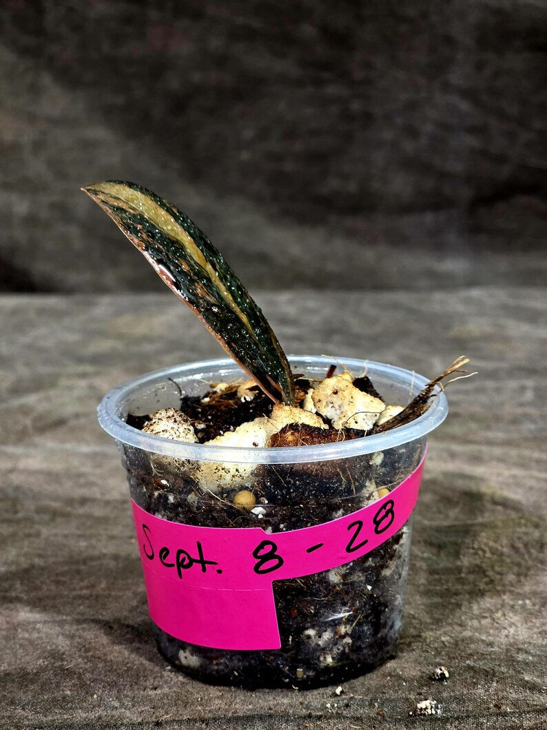 Pink Variegated Raven ZZ Plant (Sep-8-28-ER)