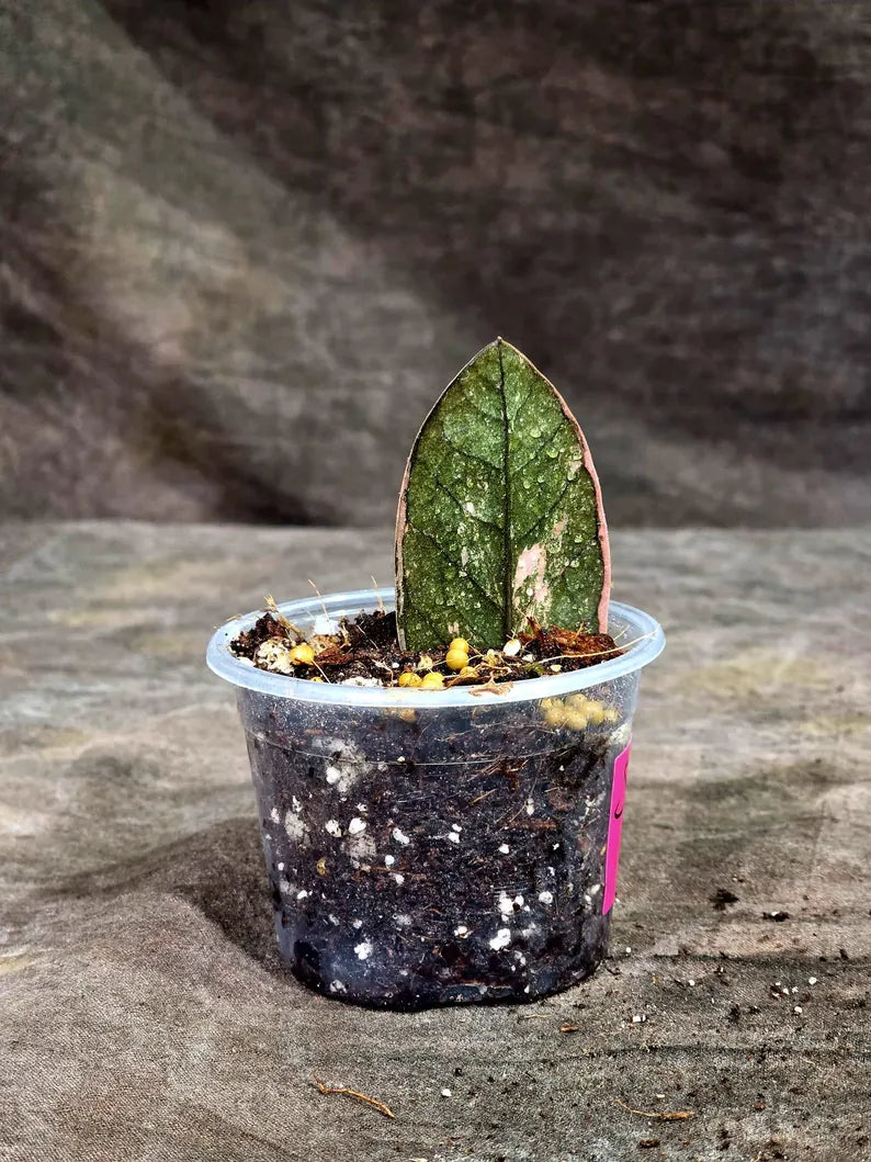 Pink Variegated Raven ZZ Plant (Sep-8-29-ER)